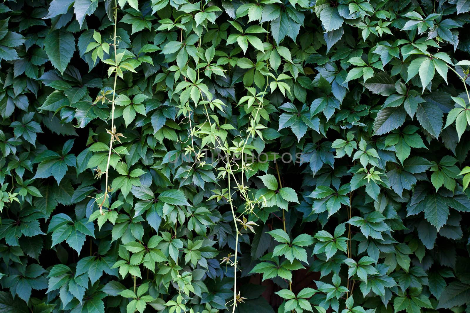Green wall background. A lot of leaves. 
