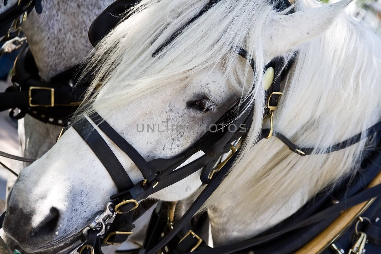 close up of a white horse hooked up to a wagon