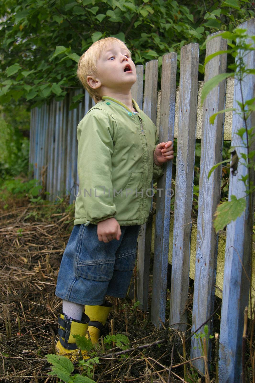 Boy with surprise looks through a fence. The boy is three years, blond hair, blue eyes, wear autumn, the weather is cloudy
