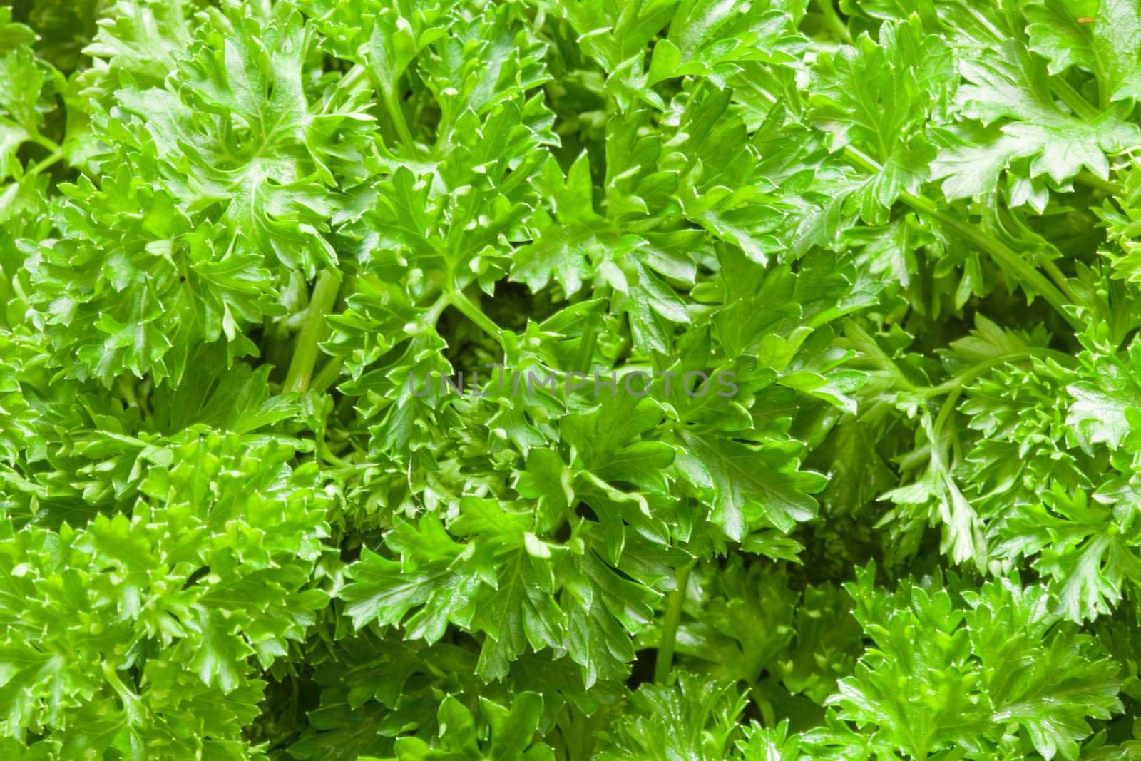 Parsley (Petroselinum) is a bright green biennial herb, often used as spice