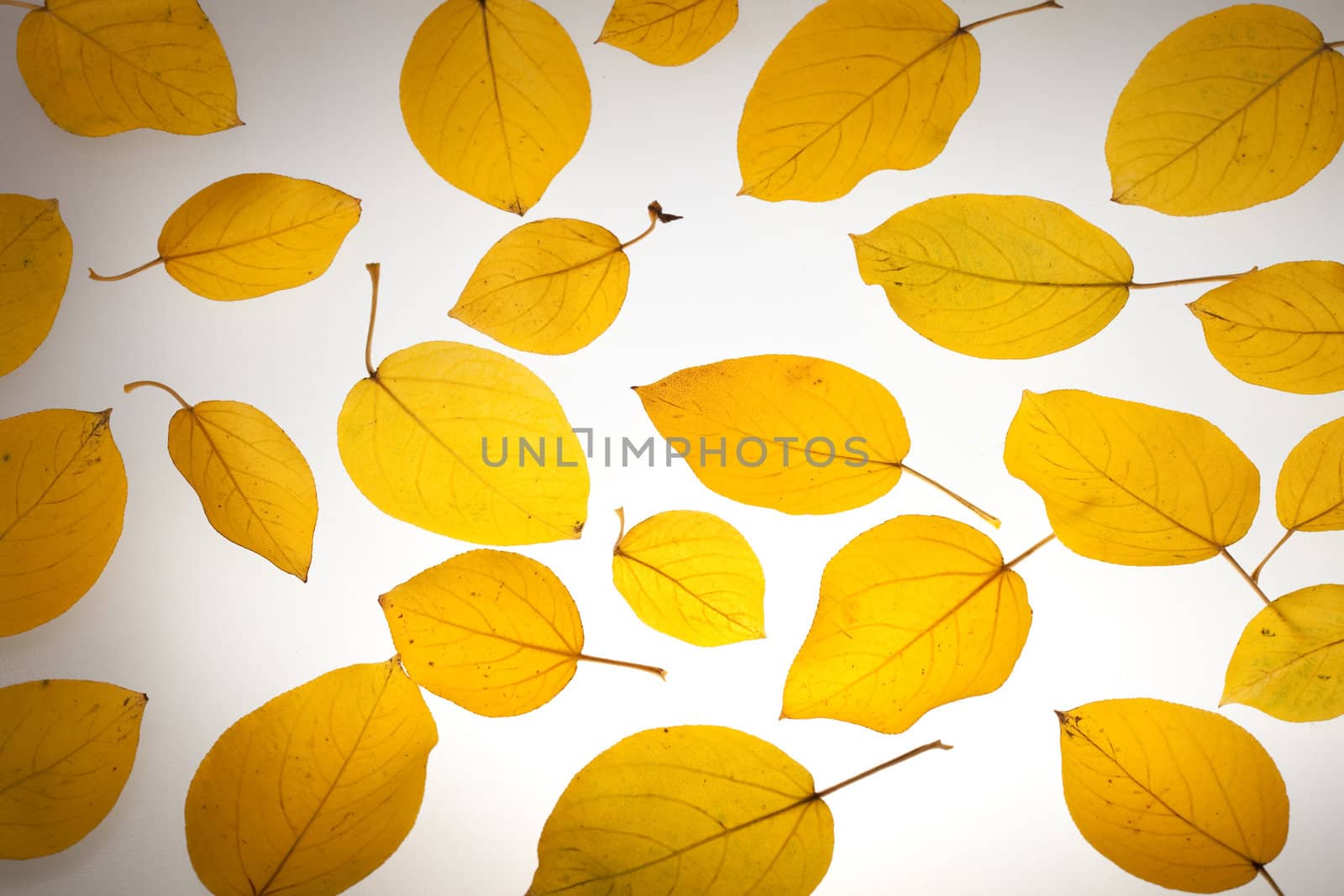 Yellow autumn leaves. Abstract beautiful backdrop for any purpose