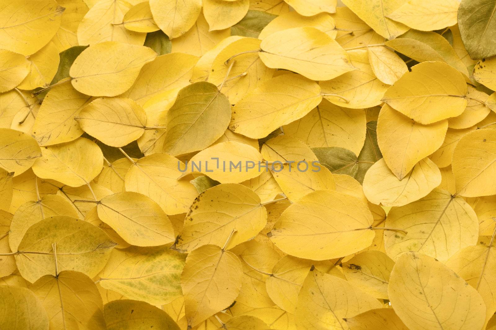 Yellow autumn leaves. Abstract beautiful backdrop for any purpose