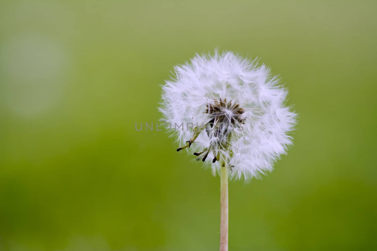 macro photo of a dandelion on a green grass background