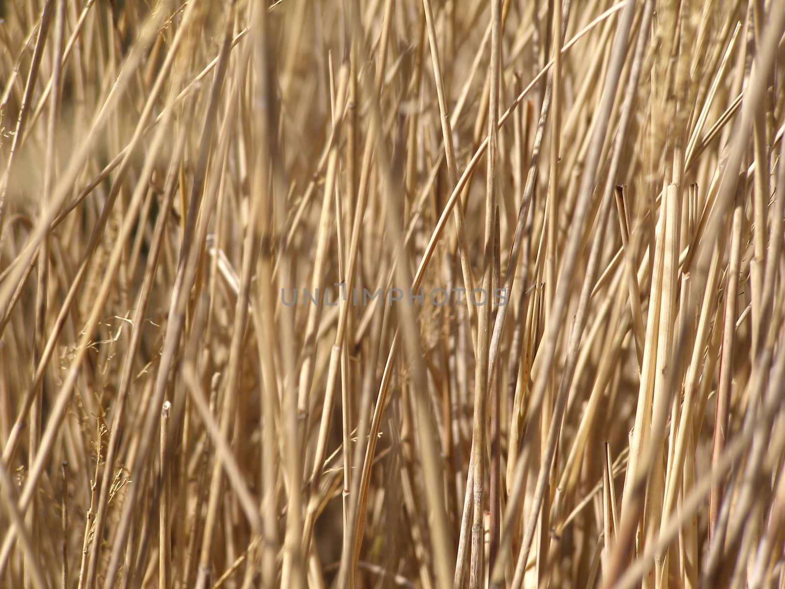 Greem grass meadow weed background