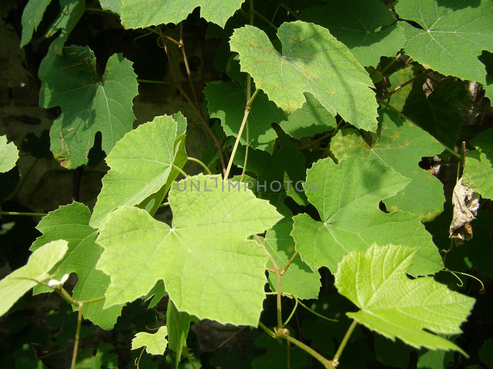 Vine vitis grapevine