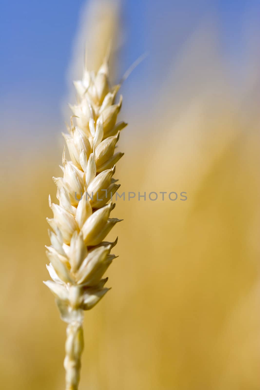 Close up of wheat nice detail background shallow depth of focus