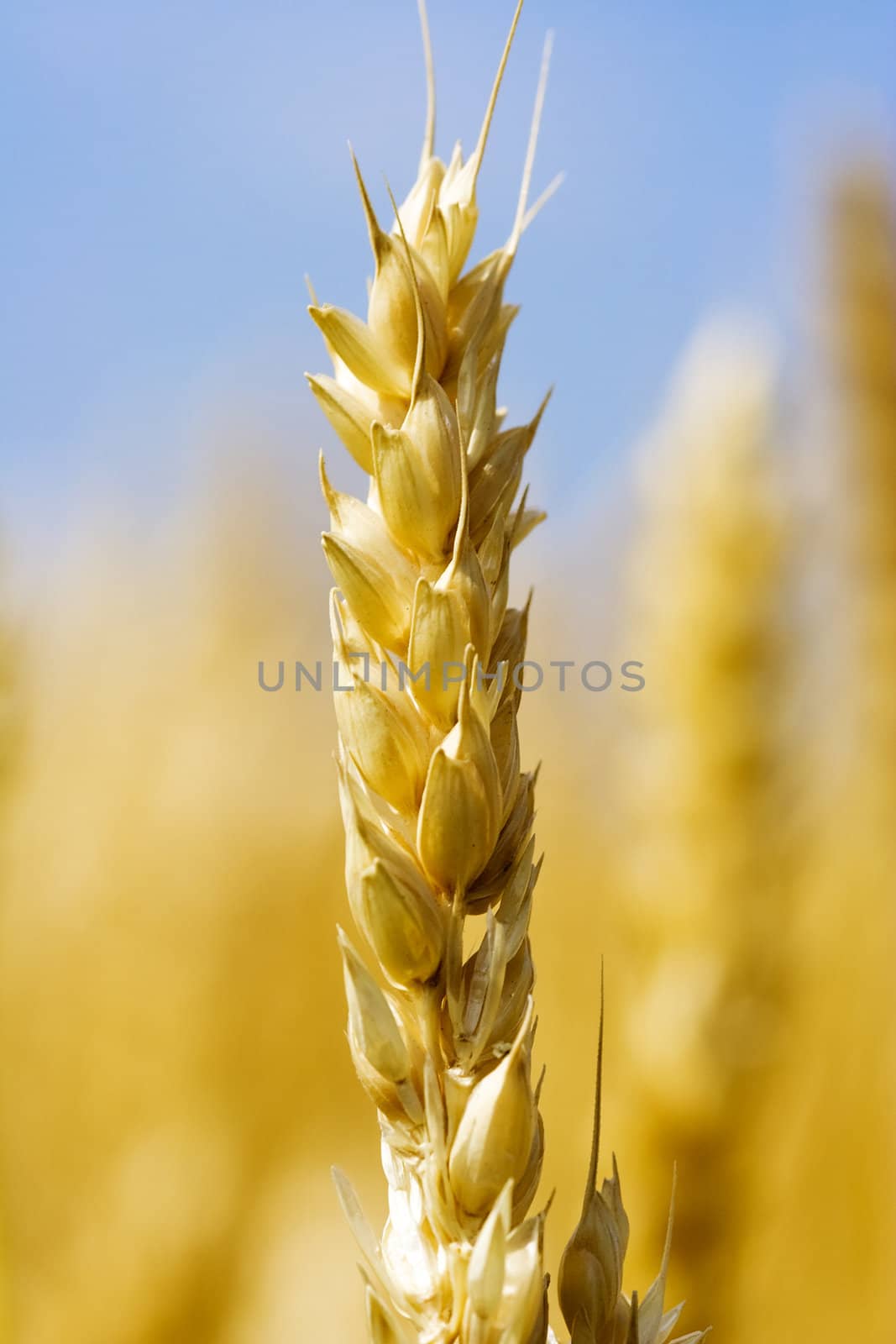 wheat by snokid