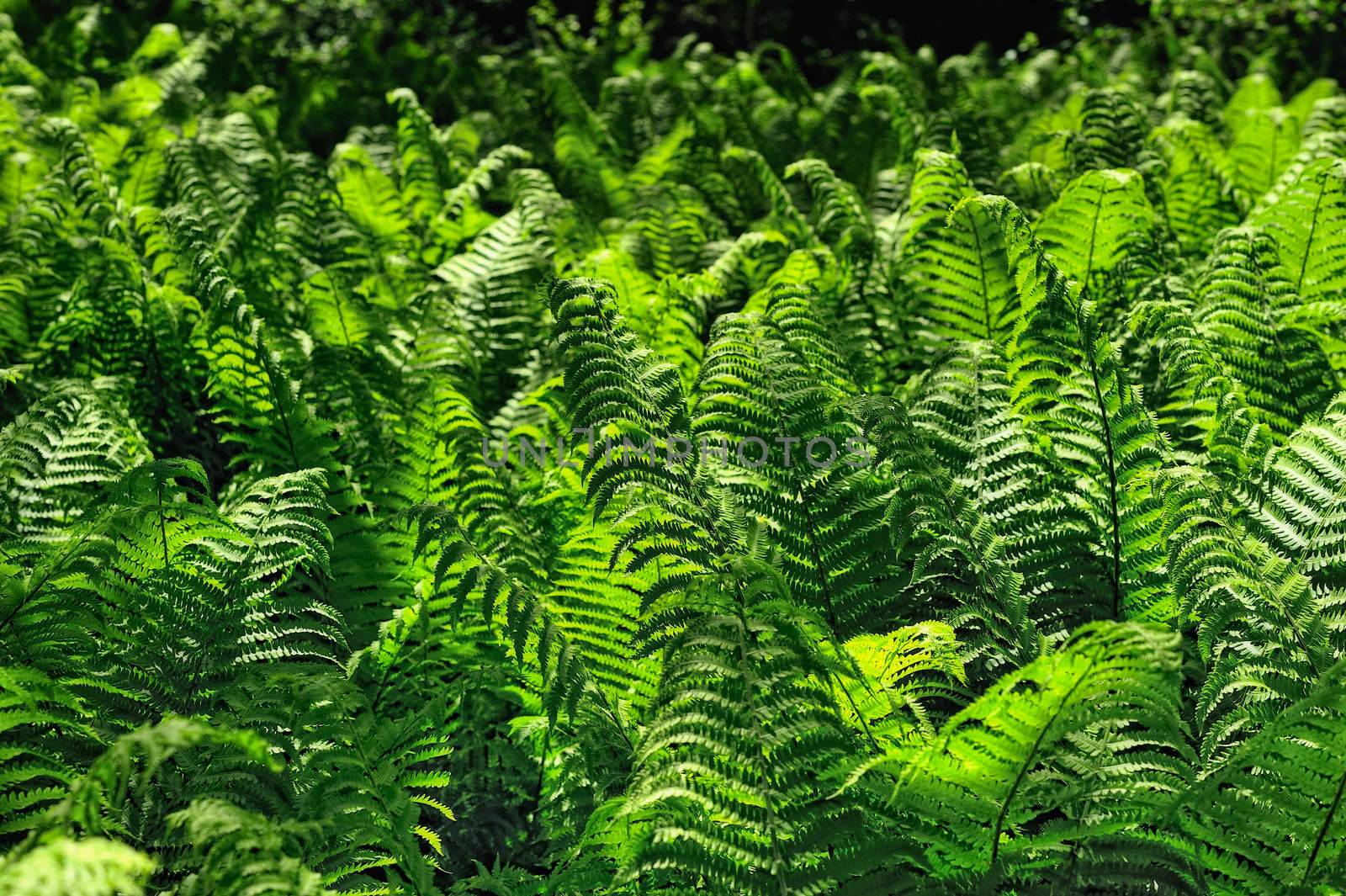 Numerous of green fern fronds in forest