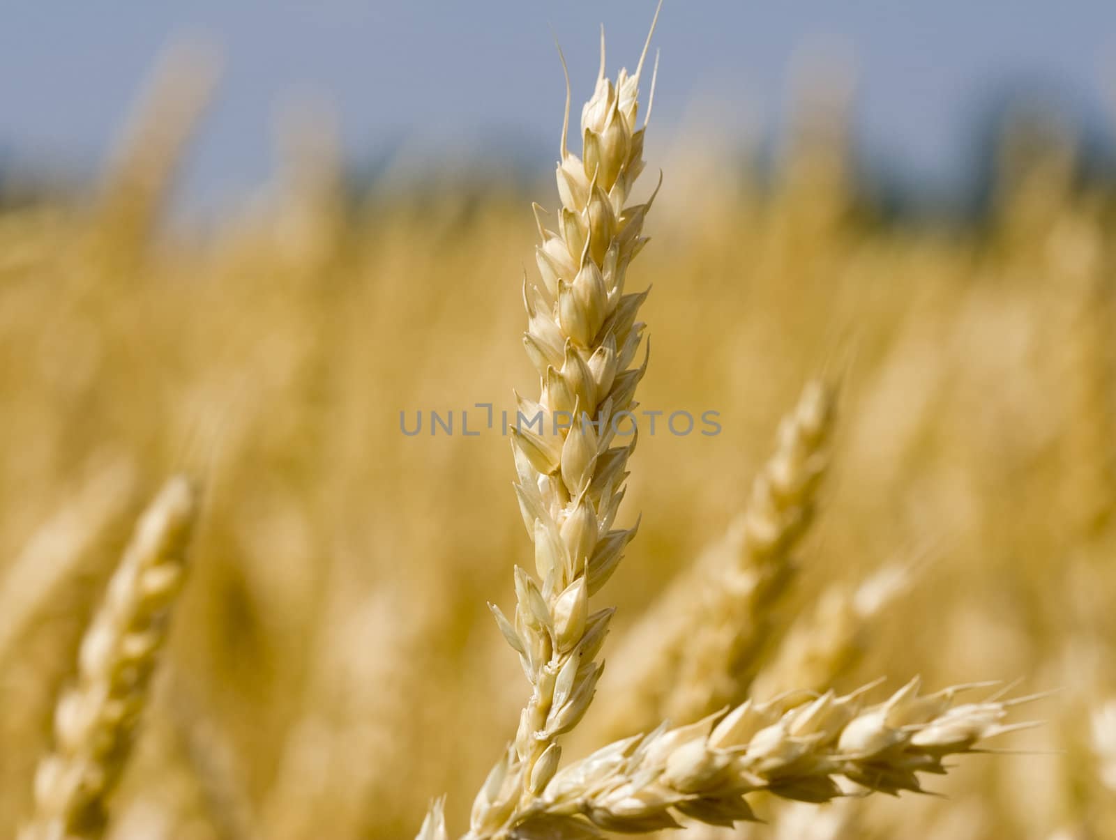 Close up of wheat nice detail background shallow depth of focus