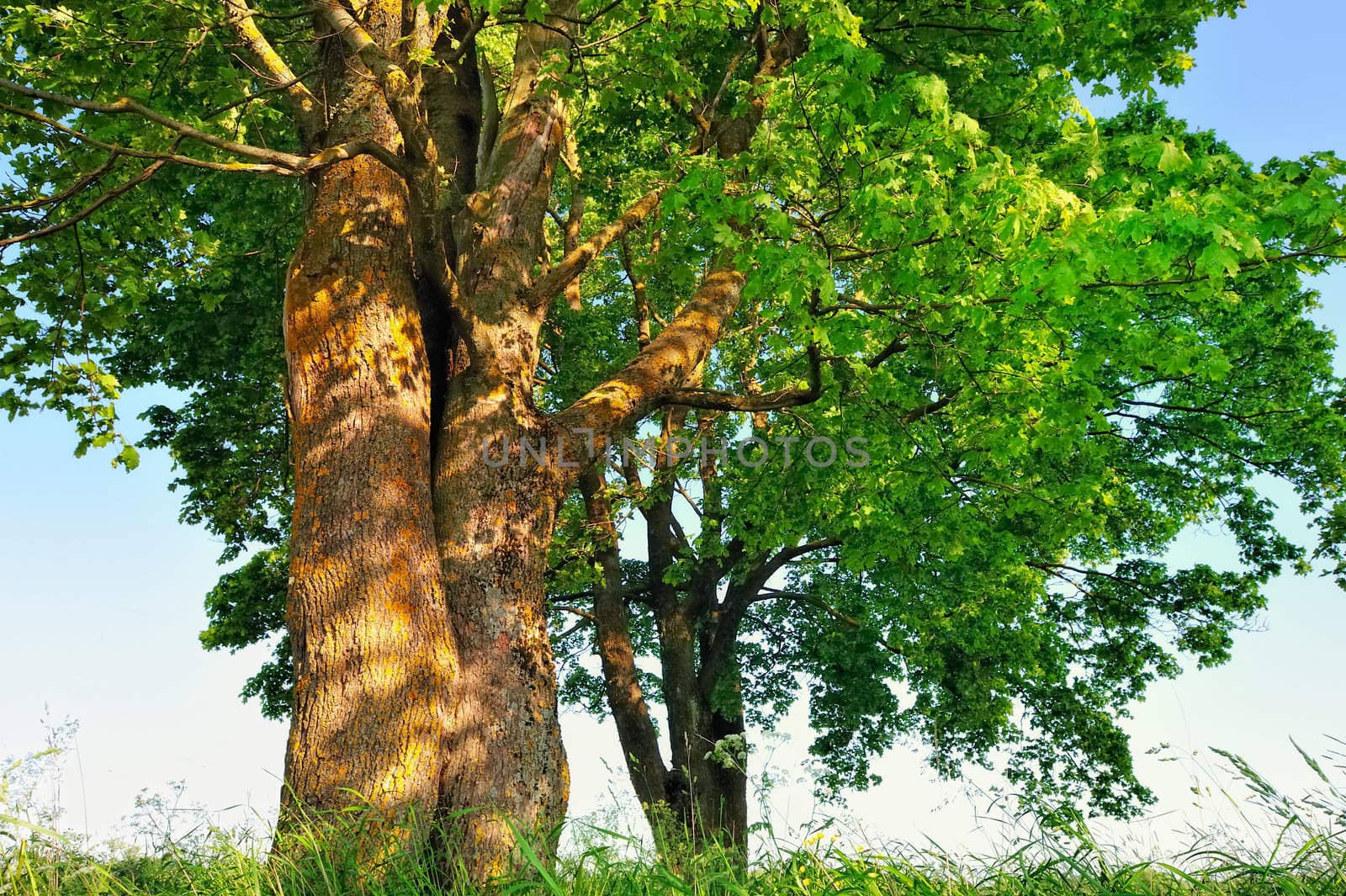 Several of trees on the meadow in summer