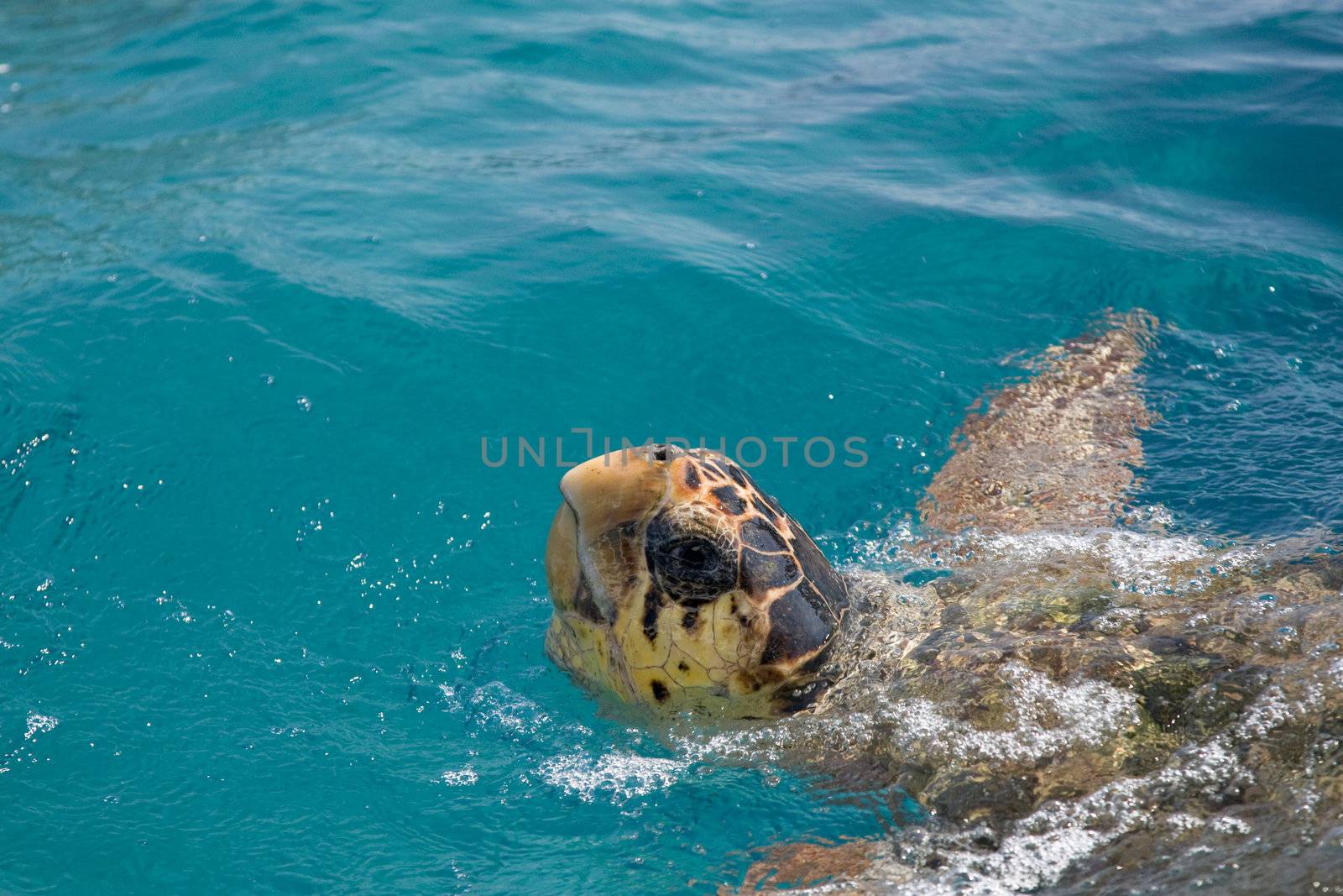 Loggerhead Sea Turtle swimming in the blue water near Zakynthos island - summer holiday destination in Greece