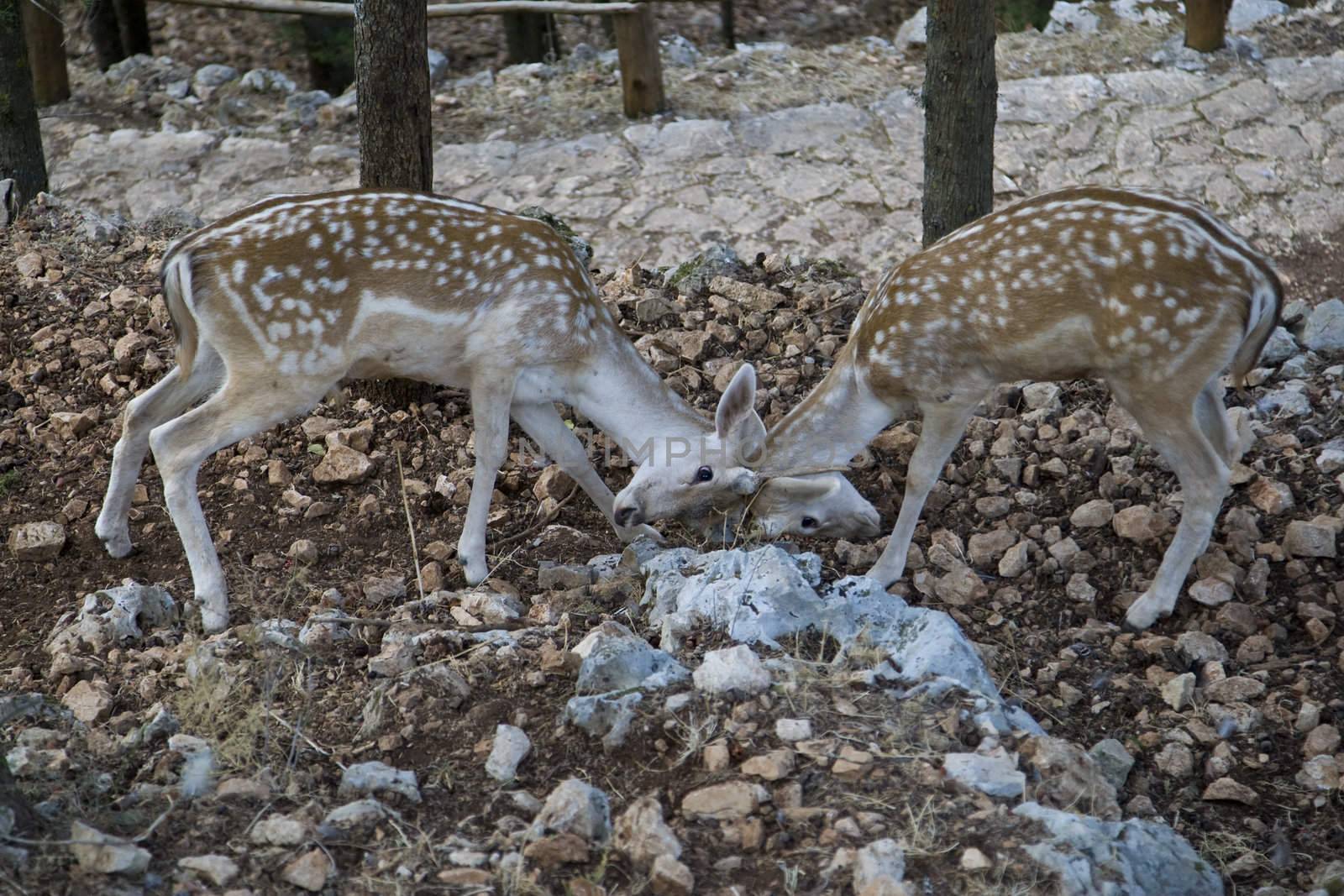 Deer Fight by MihaiDancaescu