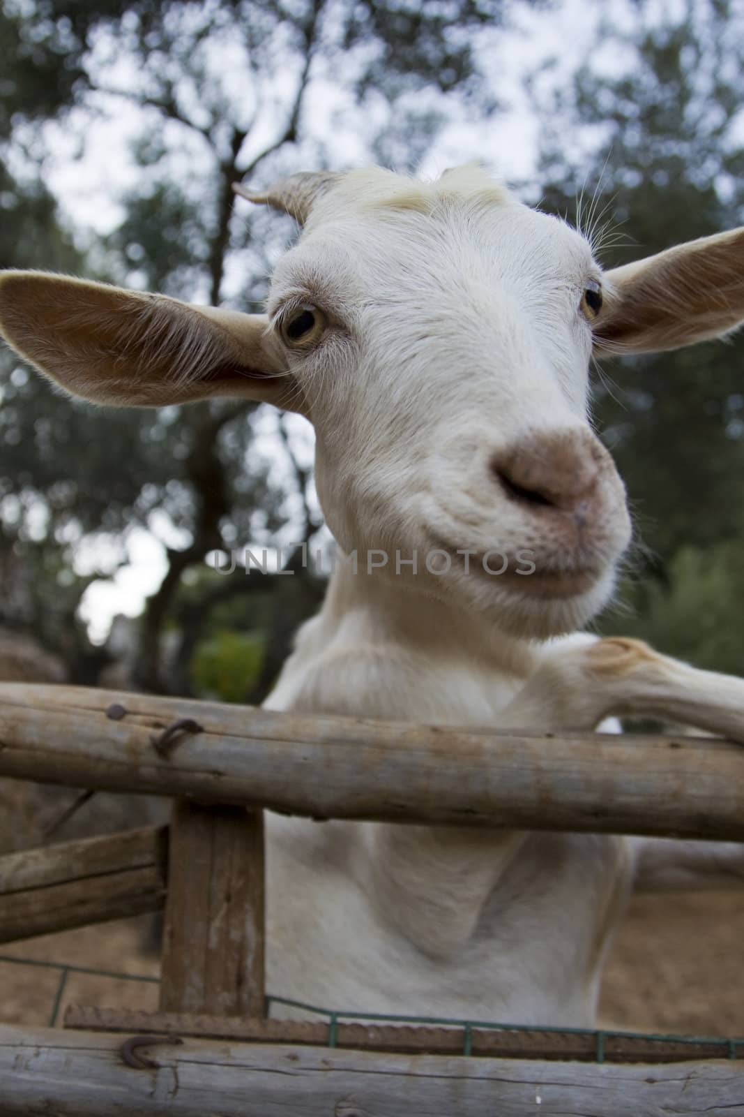 Photo is shot in a natural park in Zakynthos Island - a summer holiday destination in Greece