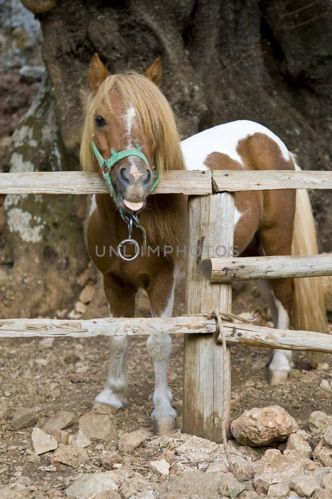 Photo is shot in a natural park in Zakynthos Island - a summer holiday destination in Greece