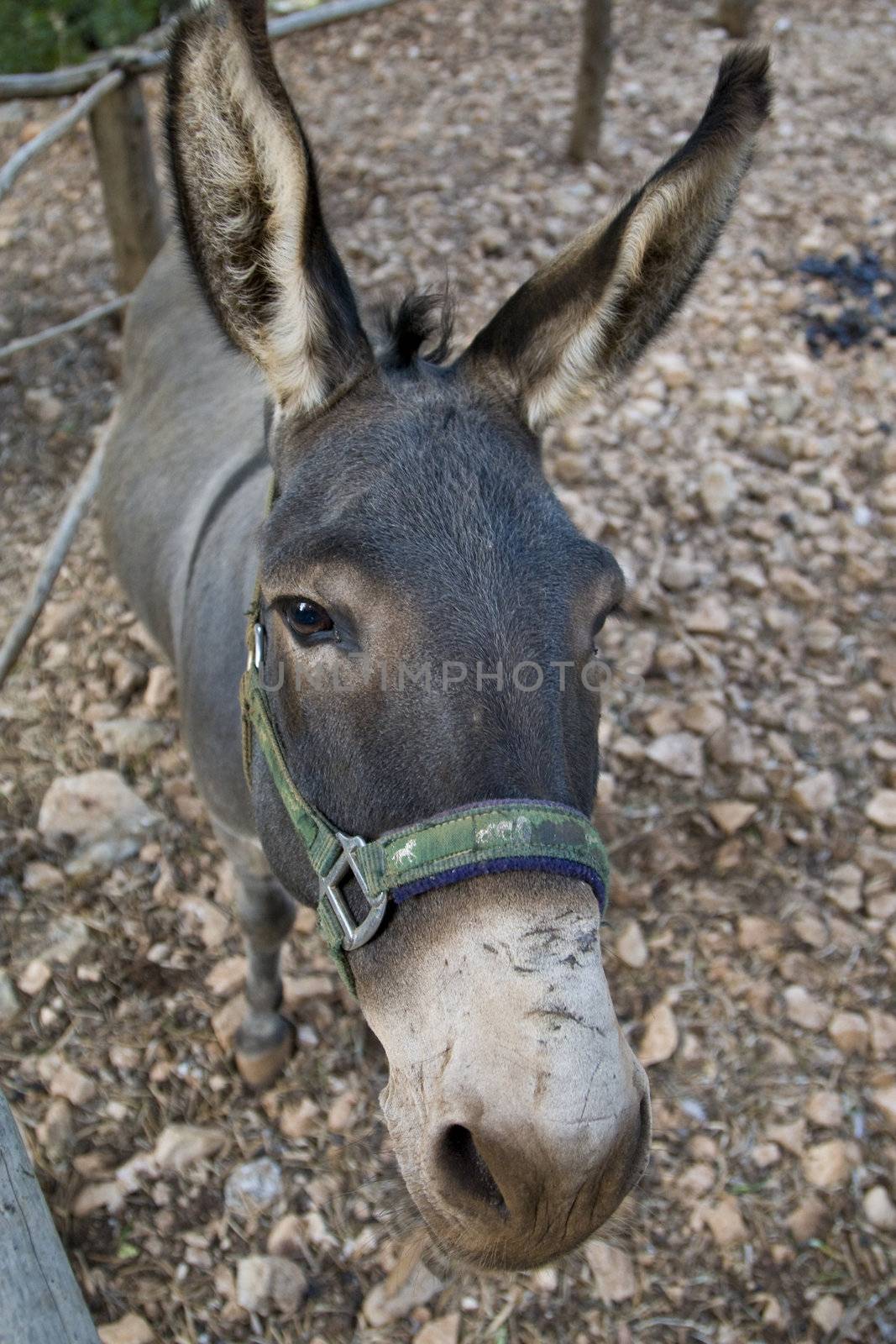 Photo is shot in a natural park in Zakynthos Island - a summer holiday destination in Greece