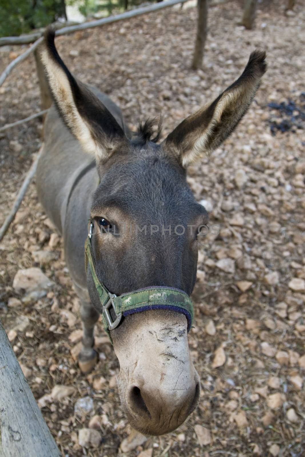 Donkey by MihaiDancaescu