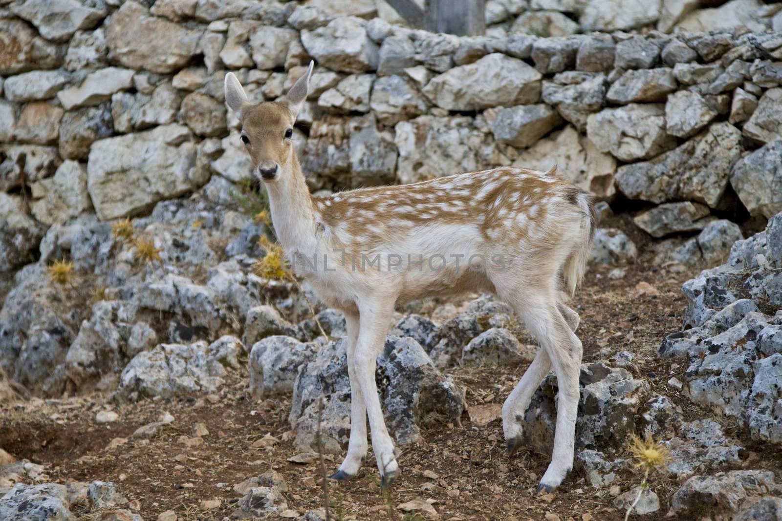 Deer by MihaiDancaescu