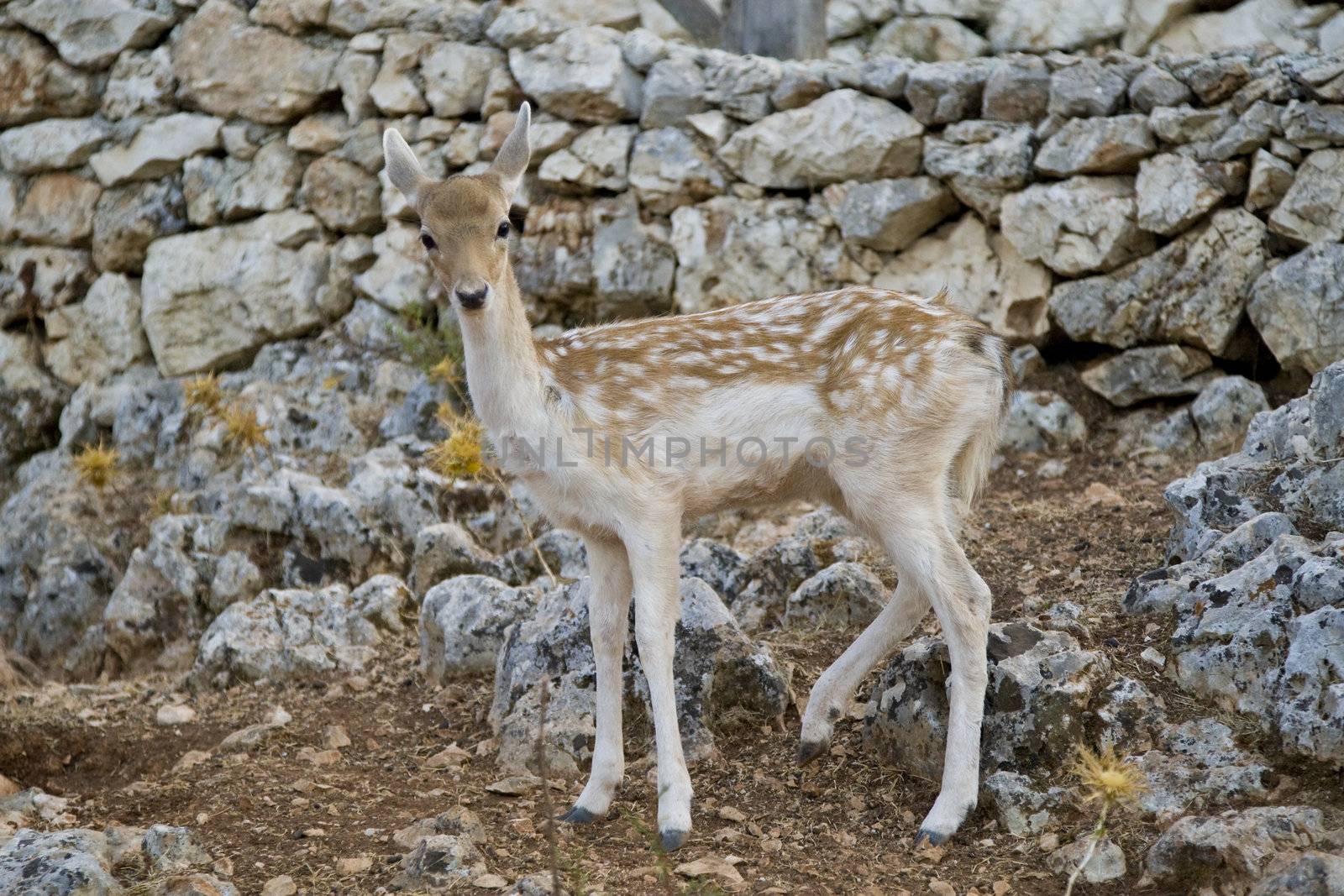 Deer by MihaiDancaescu