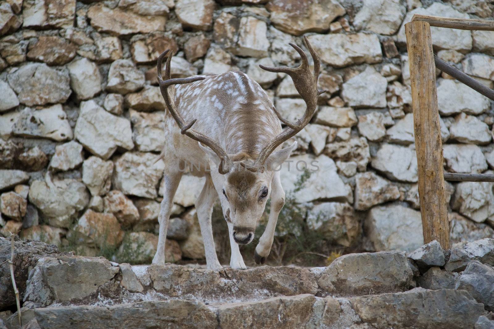 Deer by MihaiDancaescu