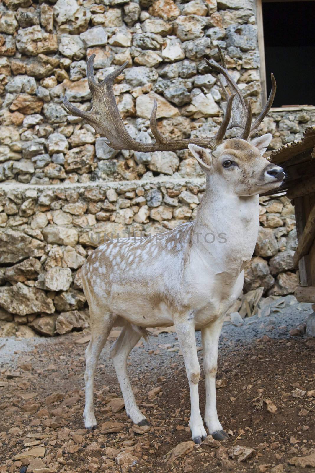 Photo is shot in a natural park in Zakynthos Island - a summer holiday destination in Greece