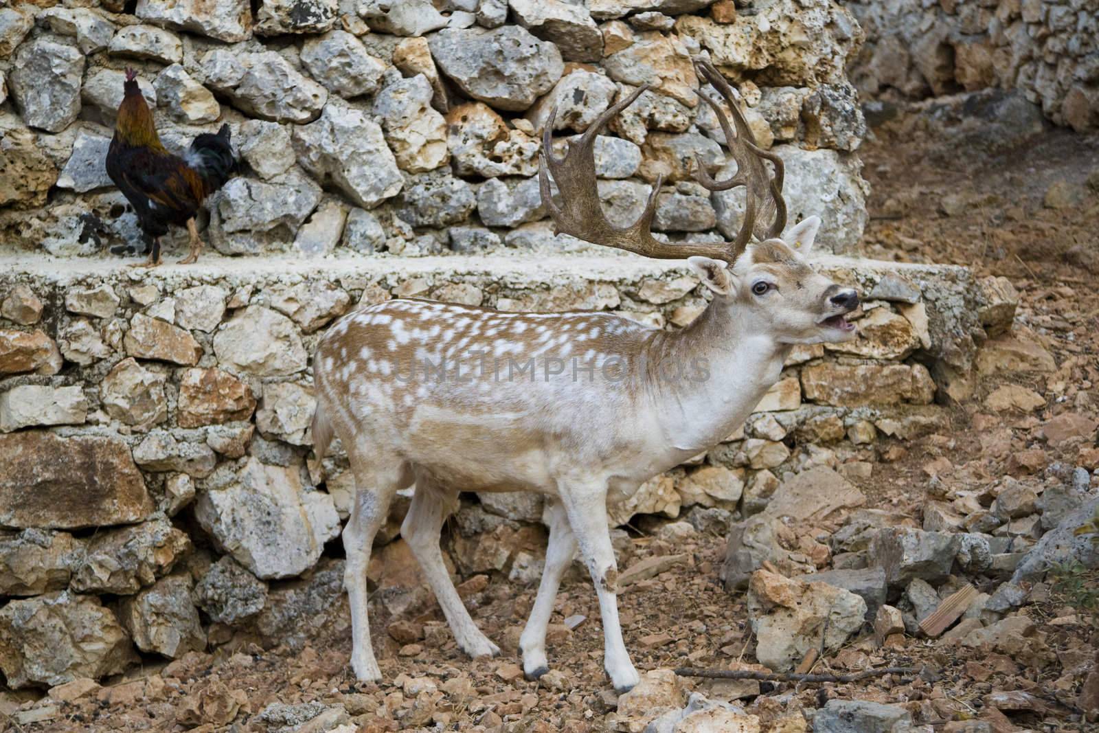 Photo is shot in a natural park in Zakynthos Island - a summer holiday destination in Greece