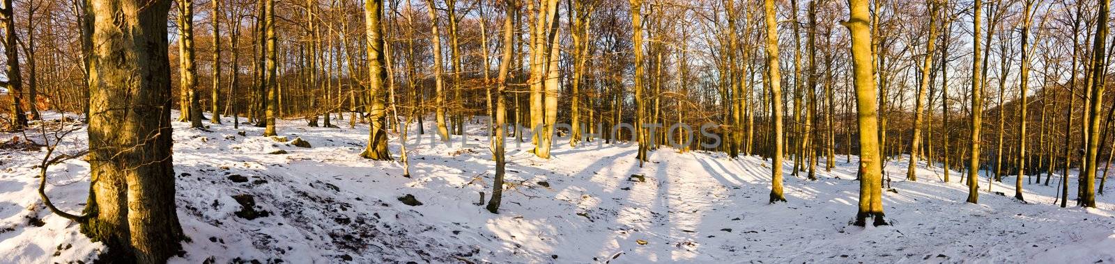 High-resolution panoramic view of a forest in winter