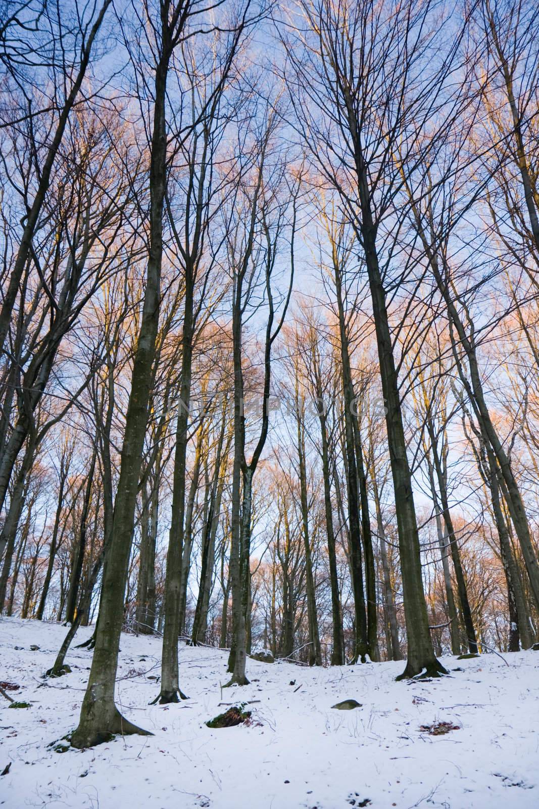 View of a forest in winter (Sweden).