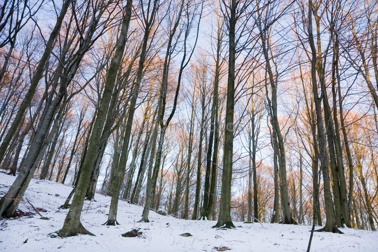 Winter forest by abey