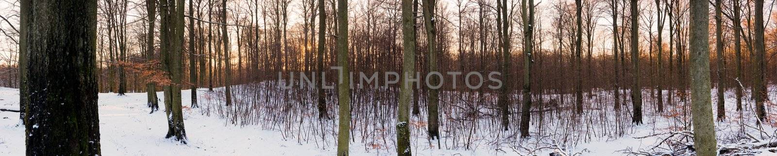 High-resolution panoramic view of a forest in winter