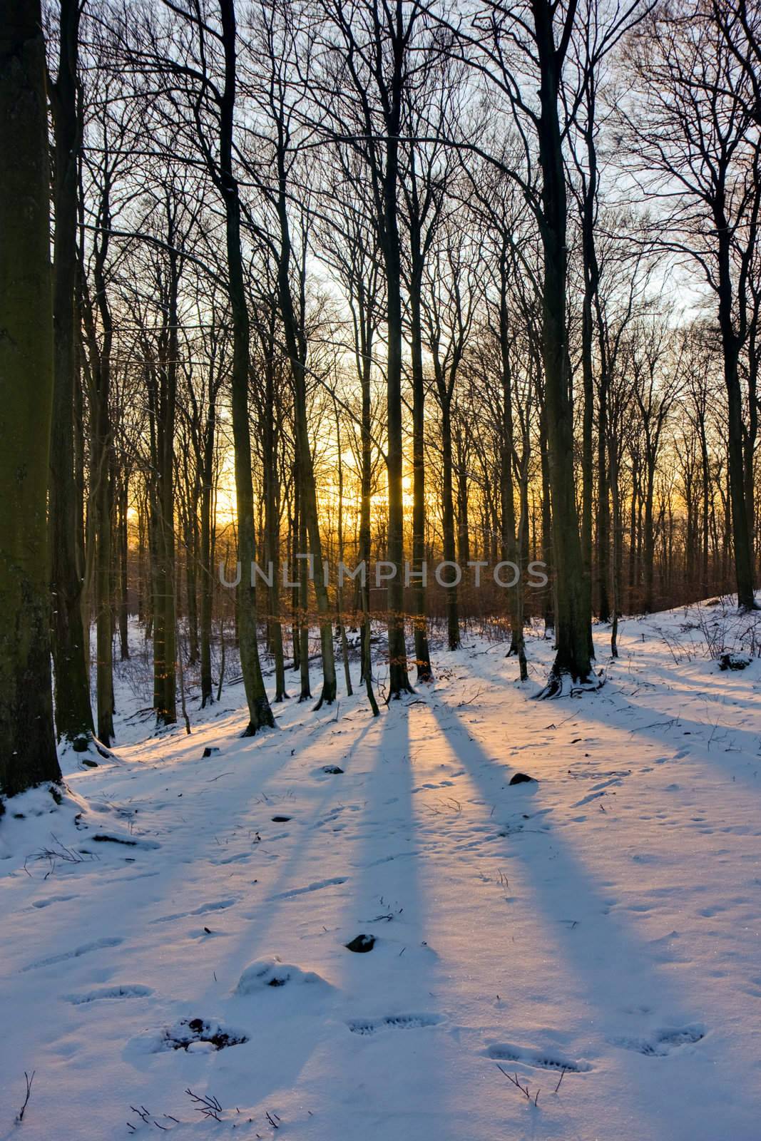 View of a forest in winter during sunset (Sweden).