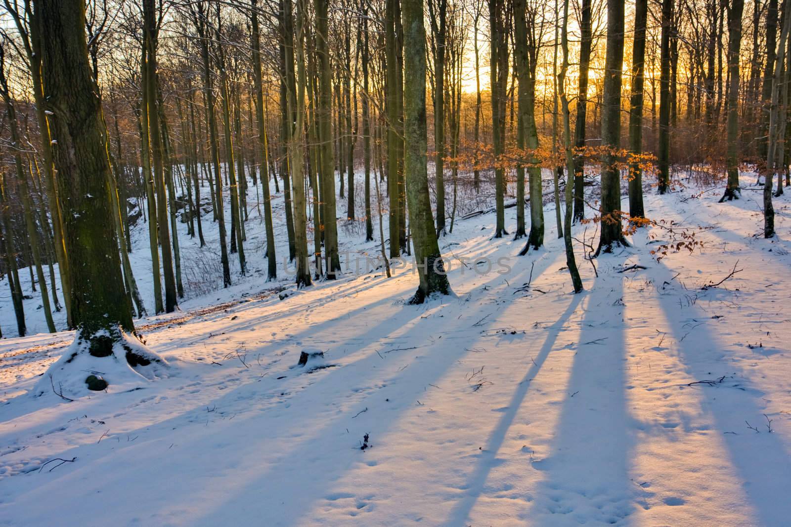 View of a forest in winter during sunset (Sweden).