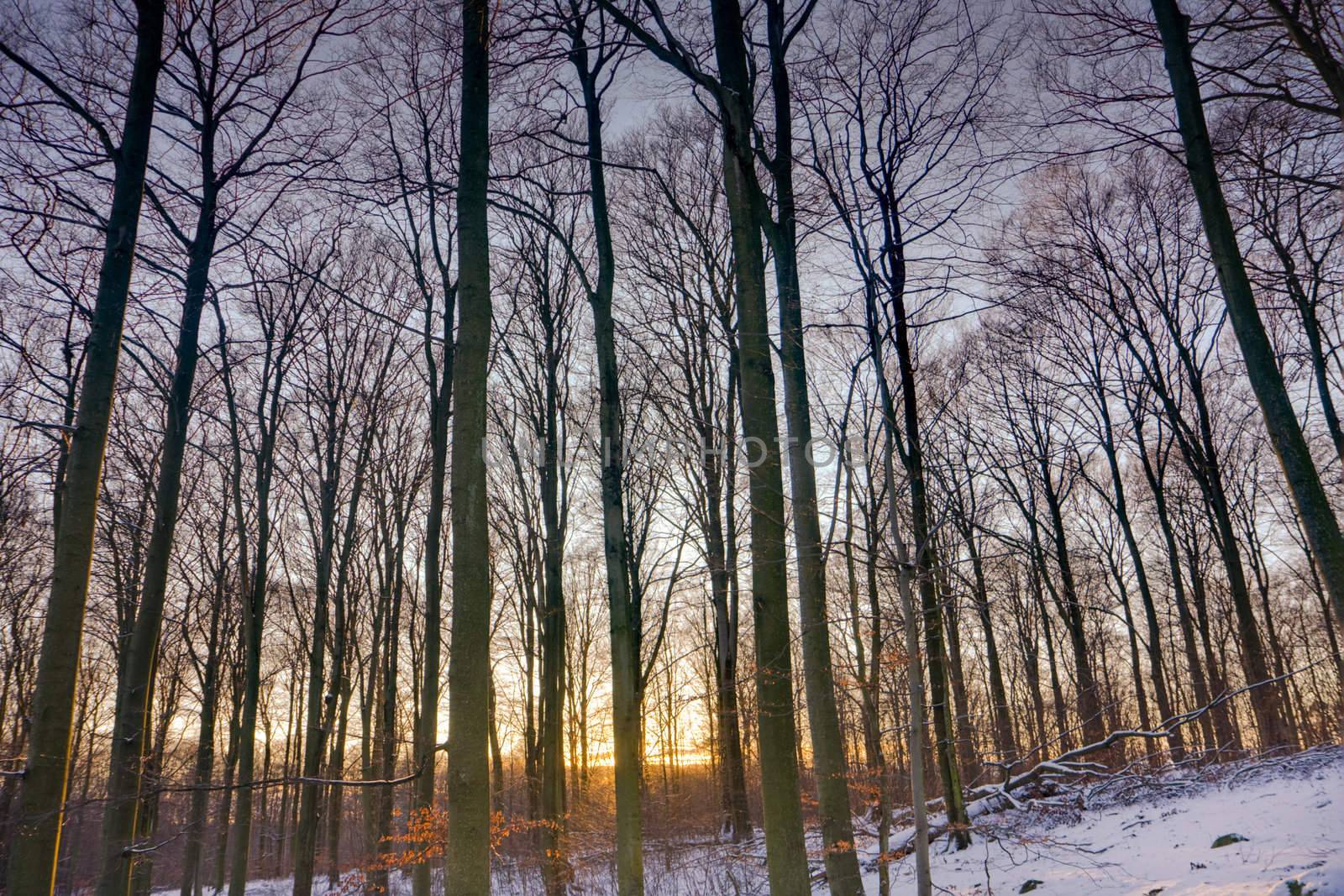 Winter forest at sunset by abey