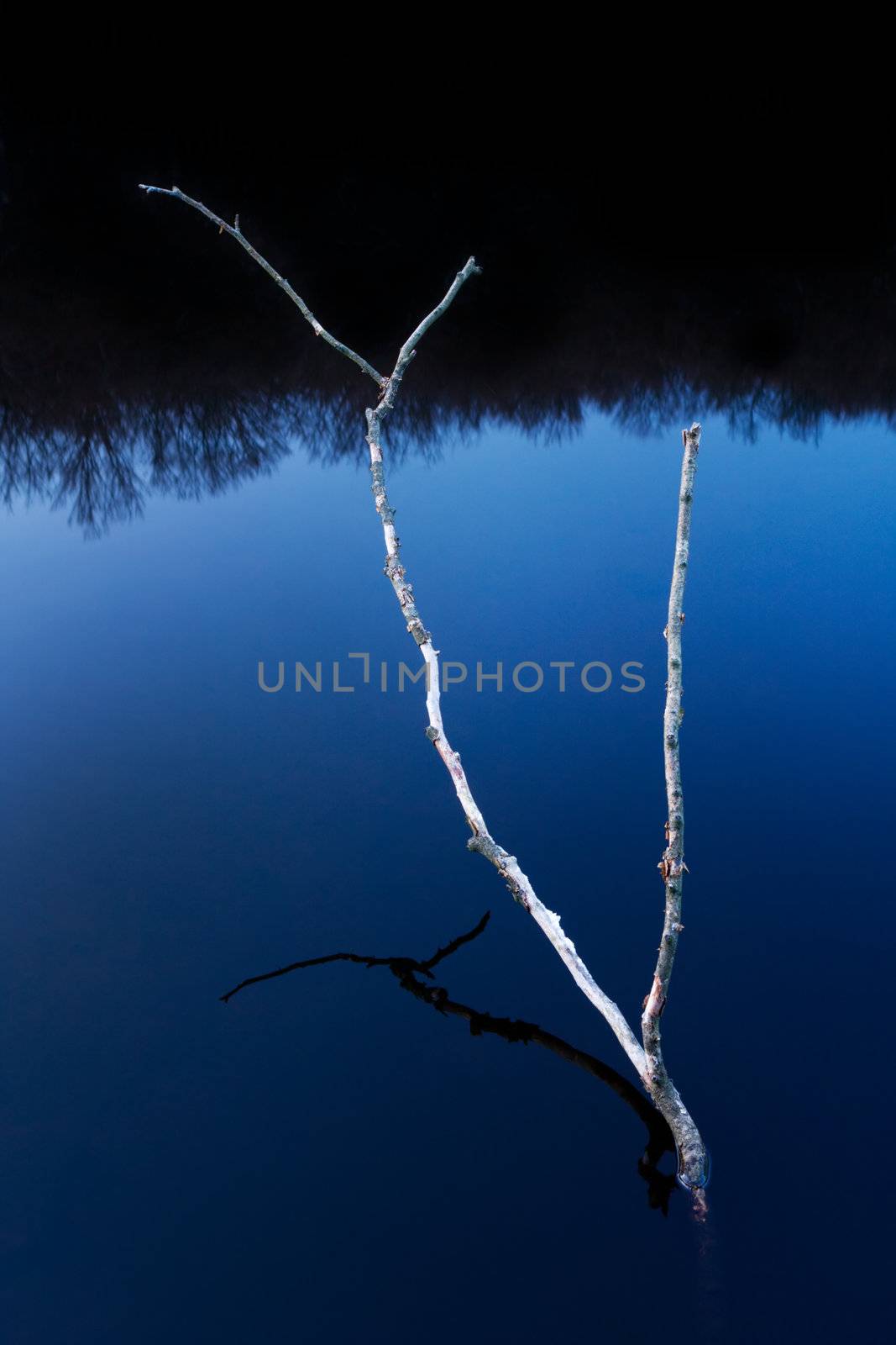 Branch abstract by abey