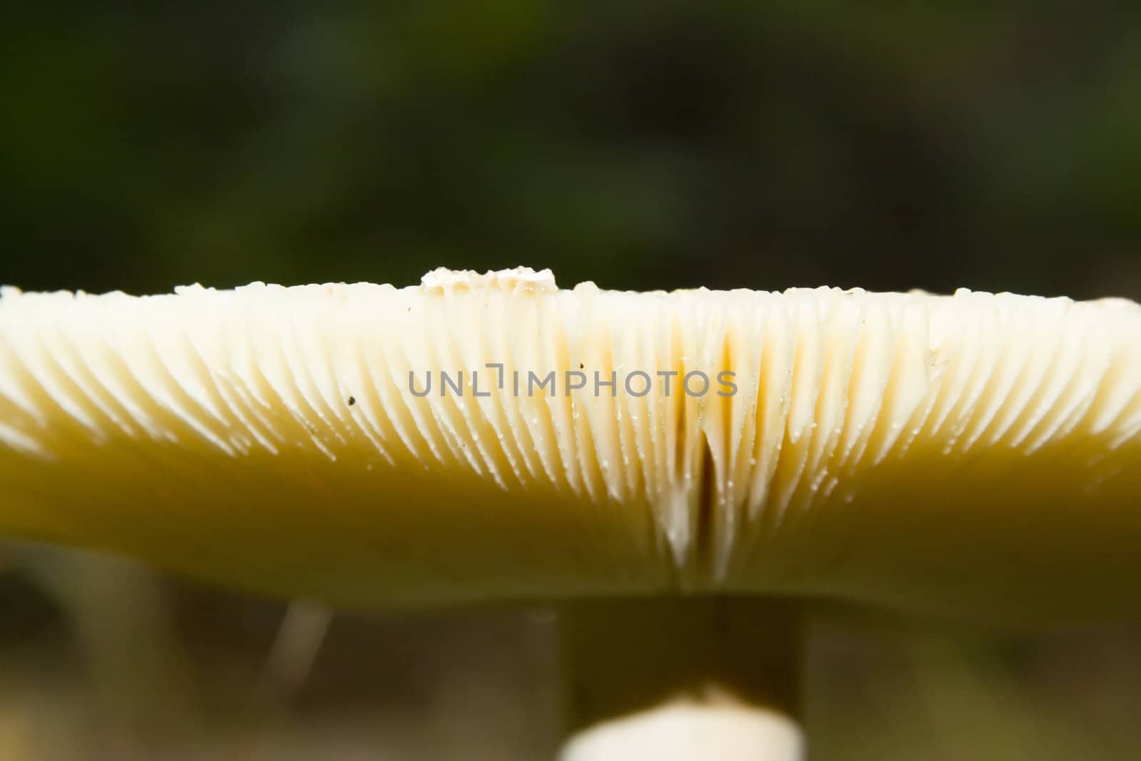 Macro shot of a wild white mushroom