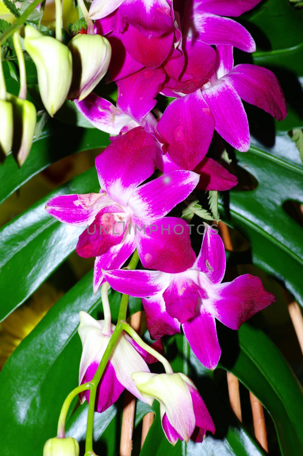 Pink orchids on a green background