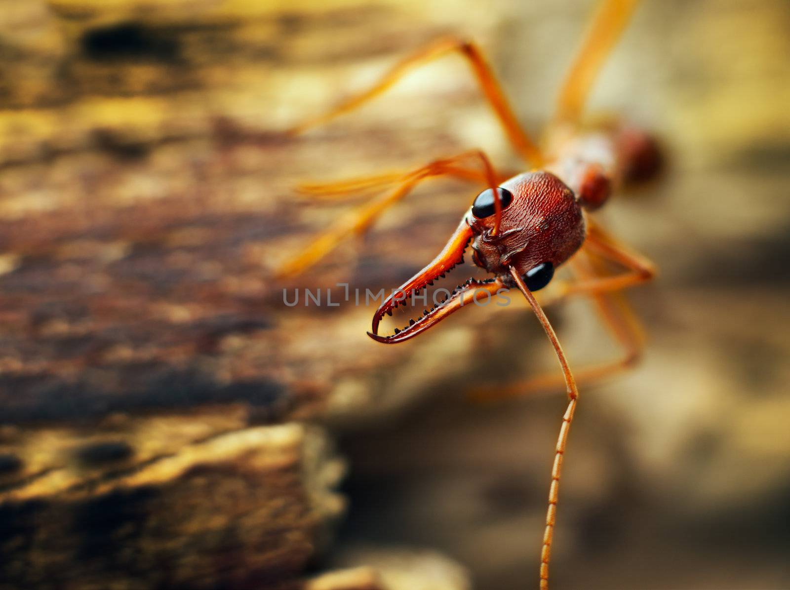 A giant bulldog ant (Myrmecia brevinoda) from the tropical rainforest of Australia. One of the biggest ants in the world