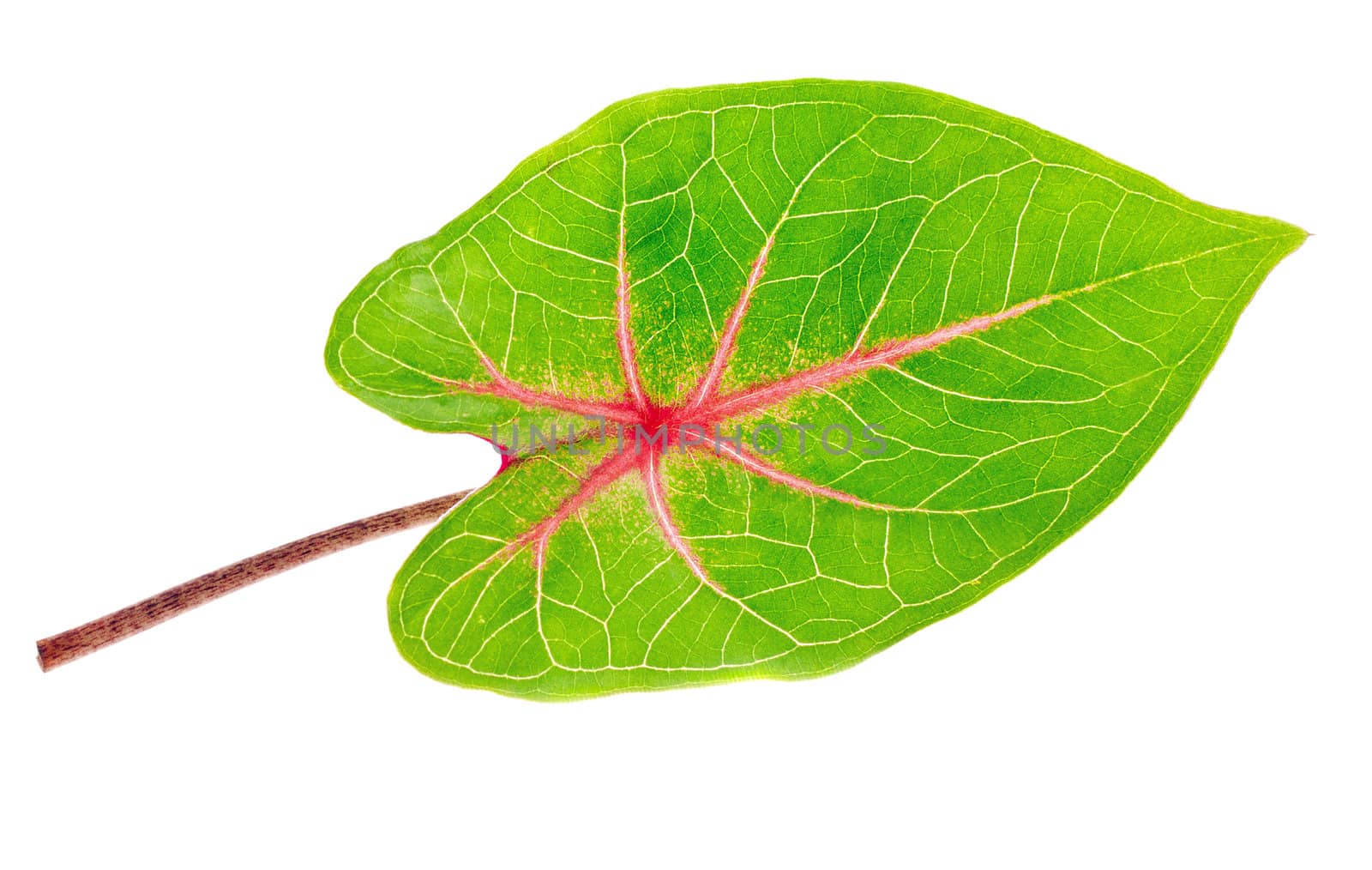 A beautiful lush green and red leaf. Isolated over white with clipping path.