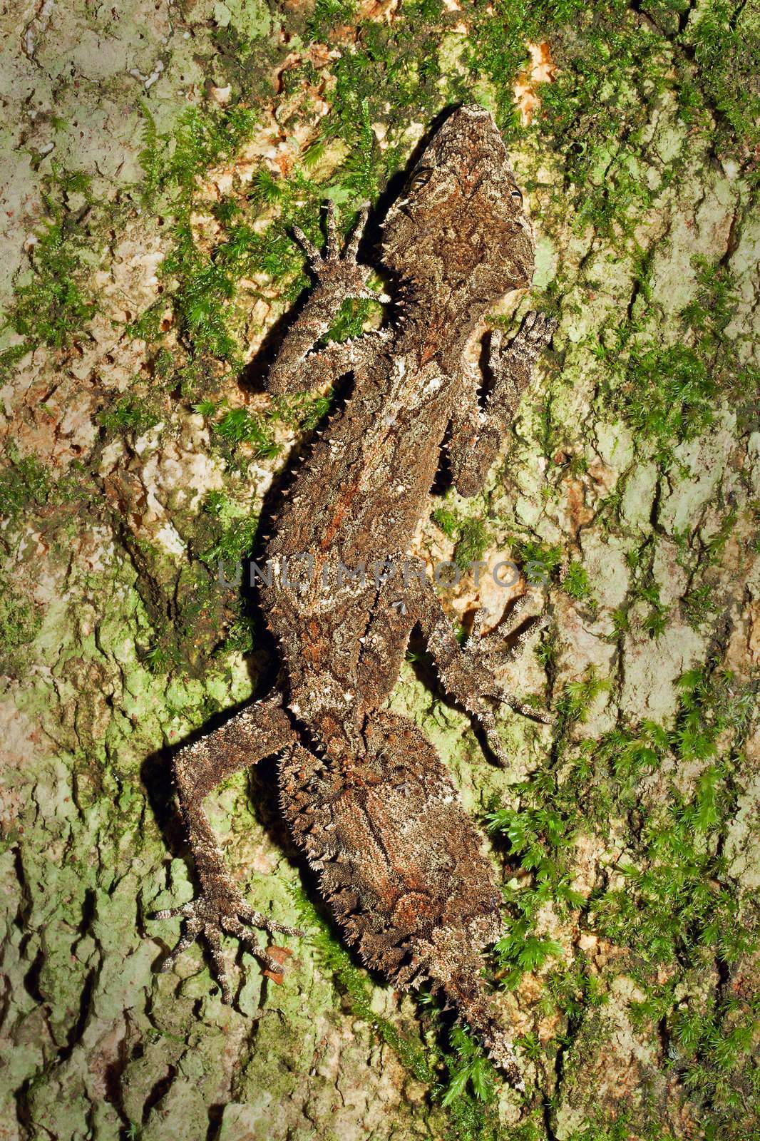 Beautiful Leaftail Gecko (Saltuarius cornutus) sitting on trunk  by Jaykayl