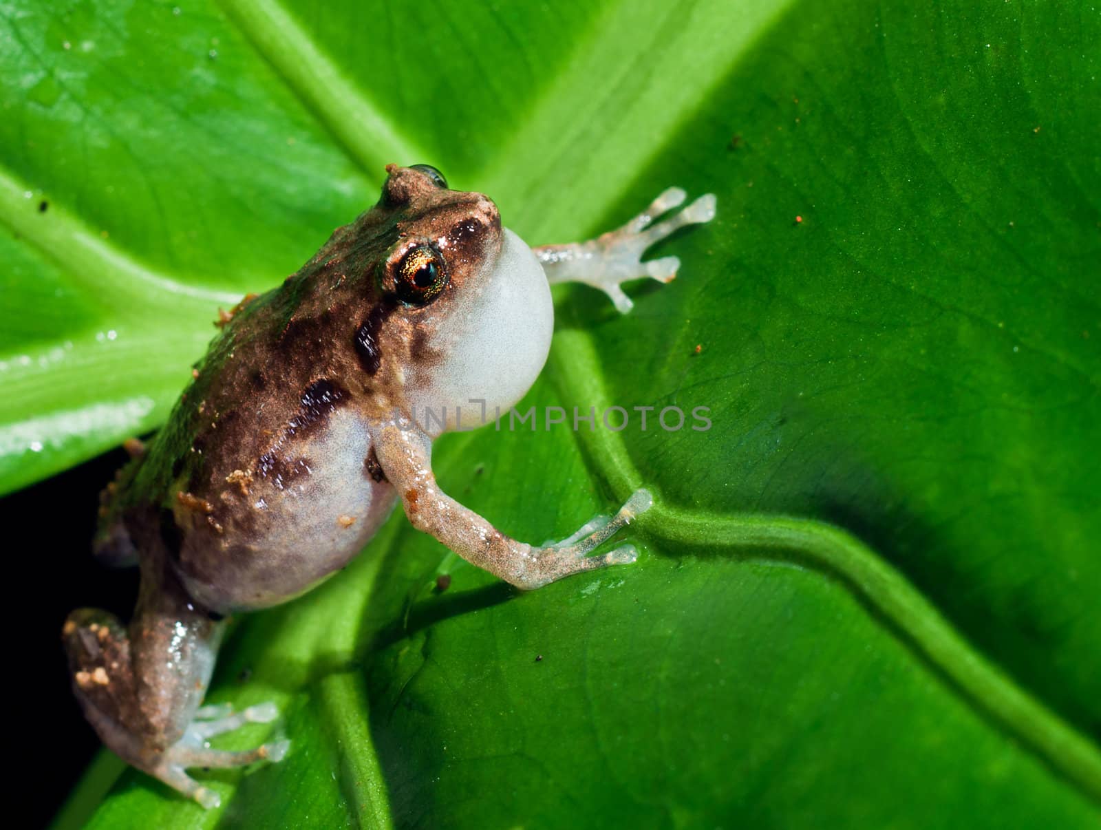 Macroshot of the tiny common nursery frog, Cophixalus ornatus by Jaykayl