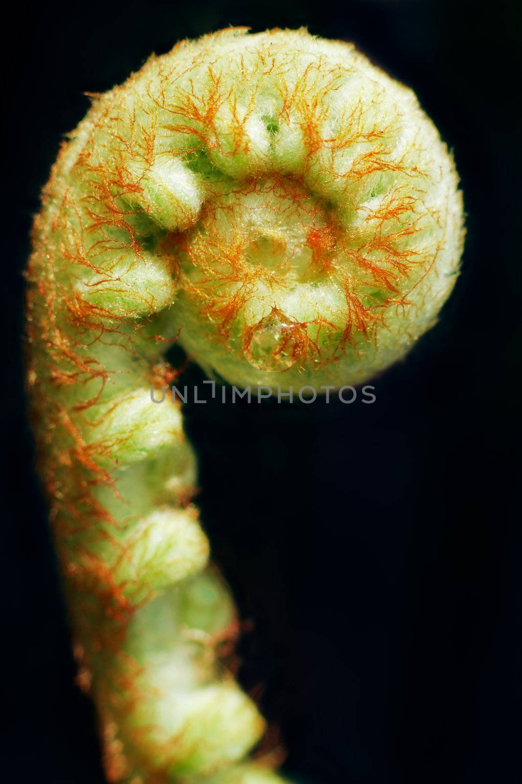 Macro shot of a new fern frond uncurling by Jaykayl