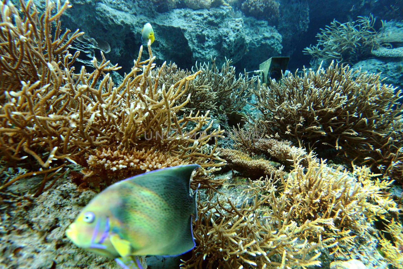 coral colony