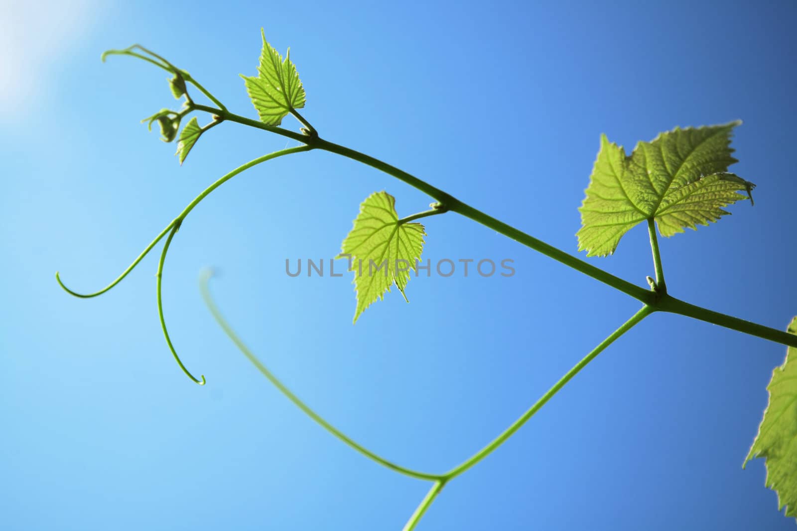 leaf and vine