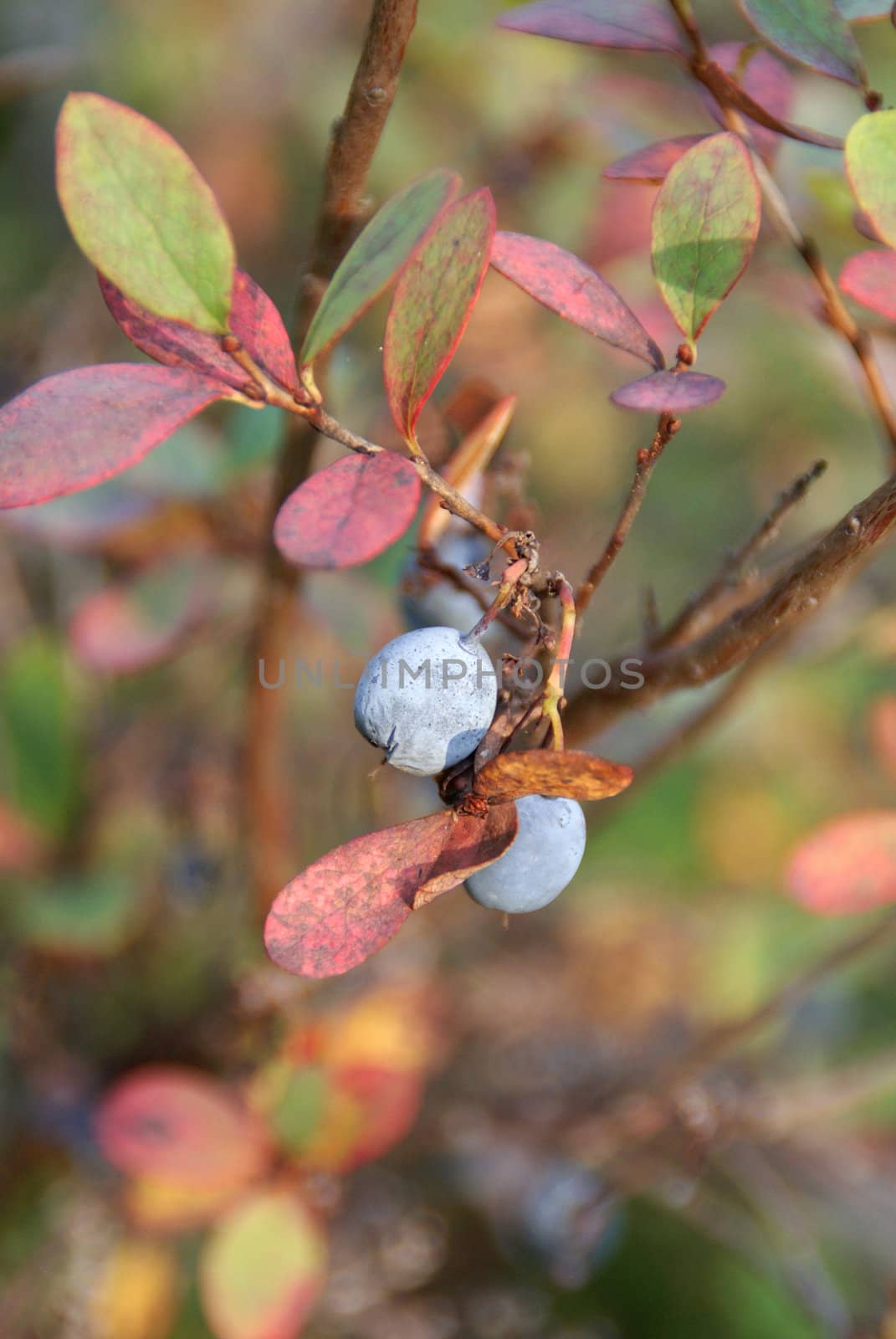 A close up of a Bog Bilberry (Vaccinium uliginosum) in autumn colors. Bog Bilberries contain high amounts of Vitamin C. Selective focus.