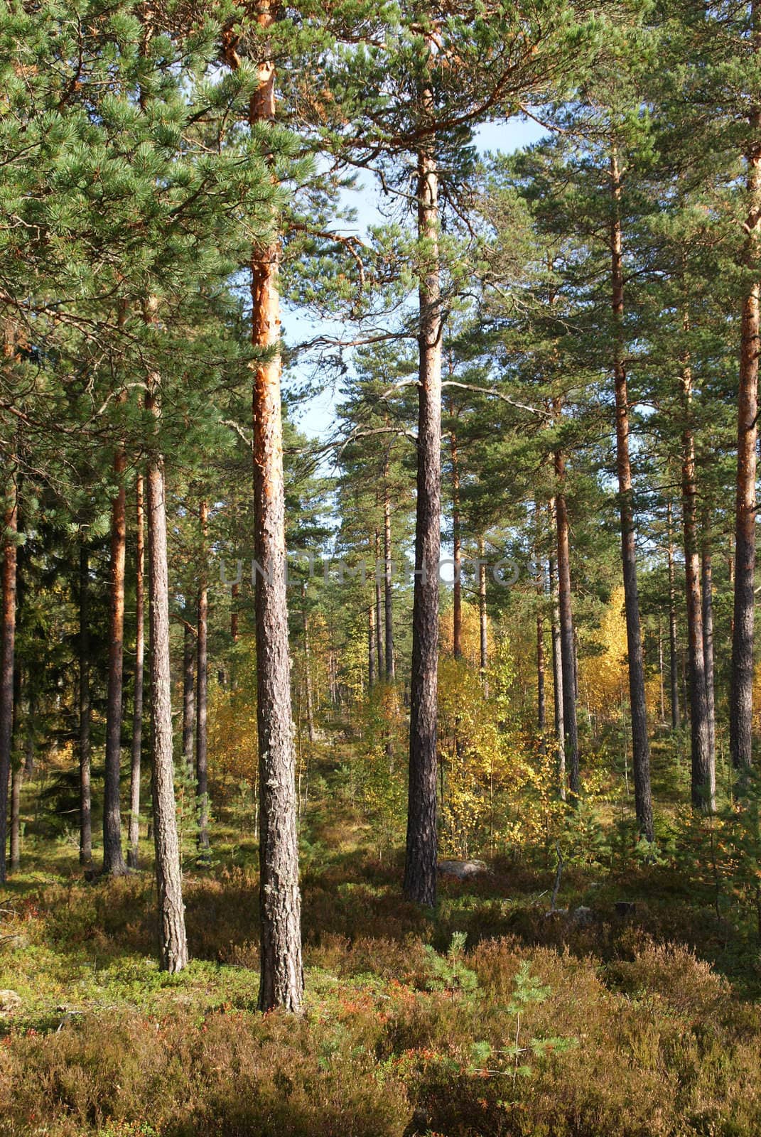 Pine forest in autumn colors. Photographed in Muurla, Finland October 2010.