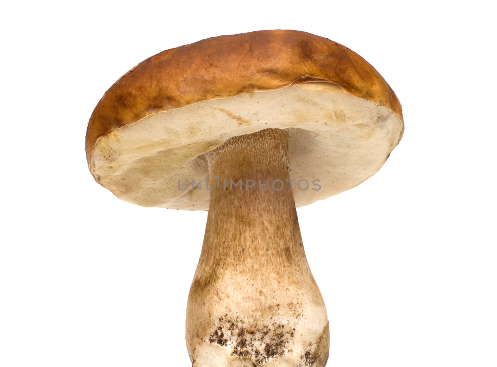 Fresh cep isolated on white background.