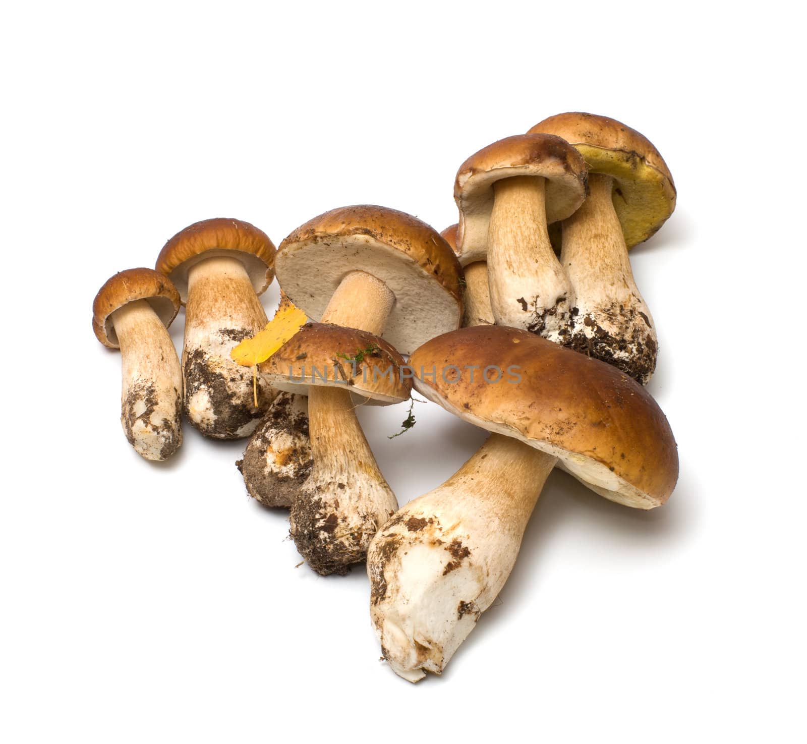 Fresh cep isolated on white background.