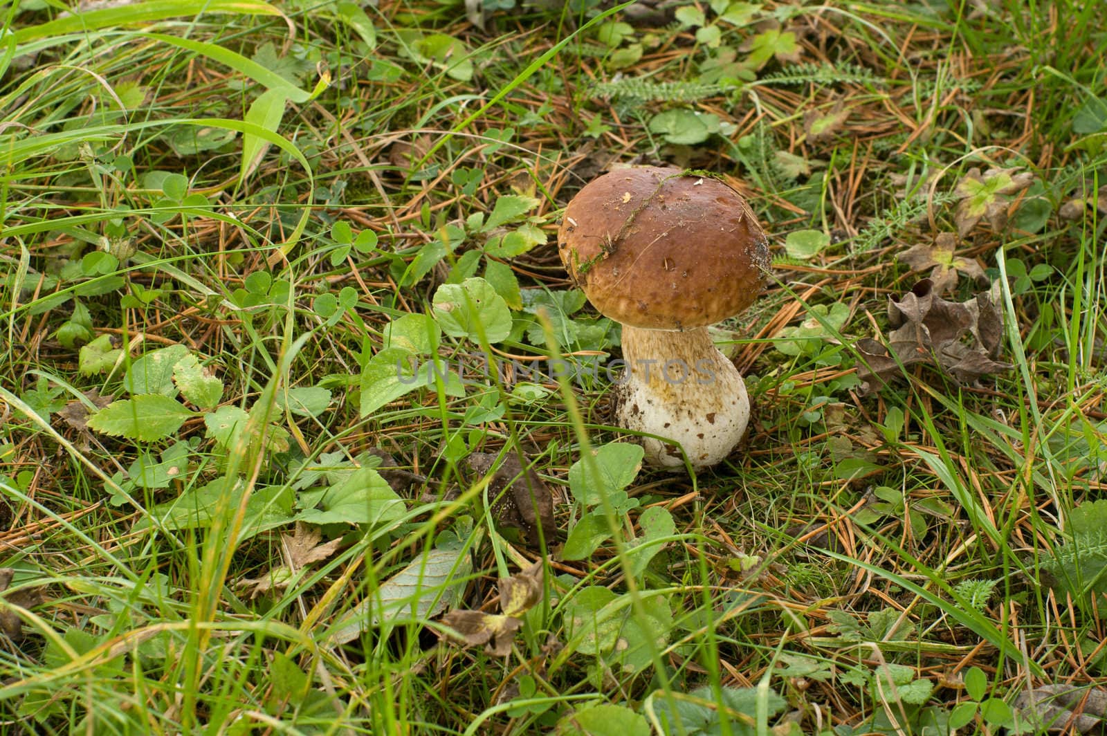 The cep grows among a green grass.