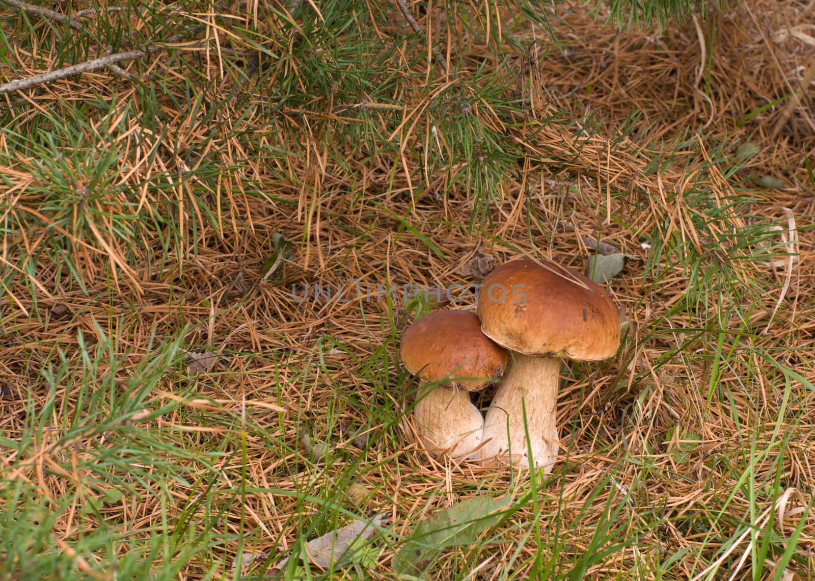 Two ceps. by kromeshnik