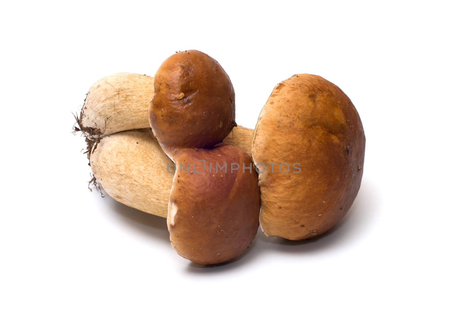 Fresh cep isolated on white background.