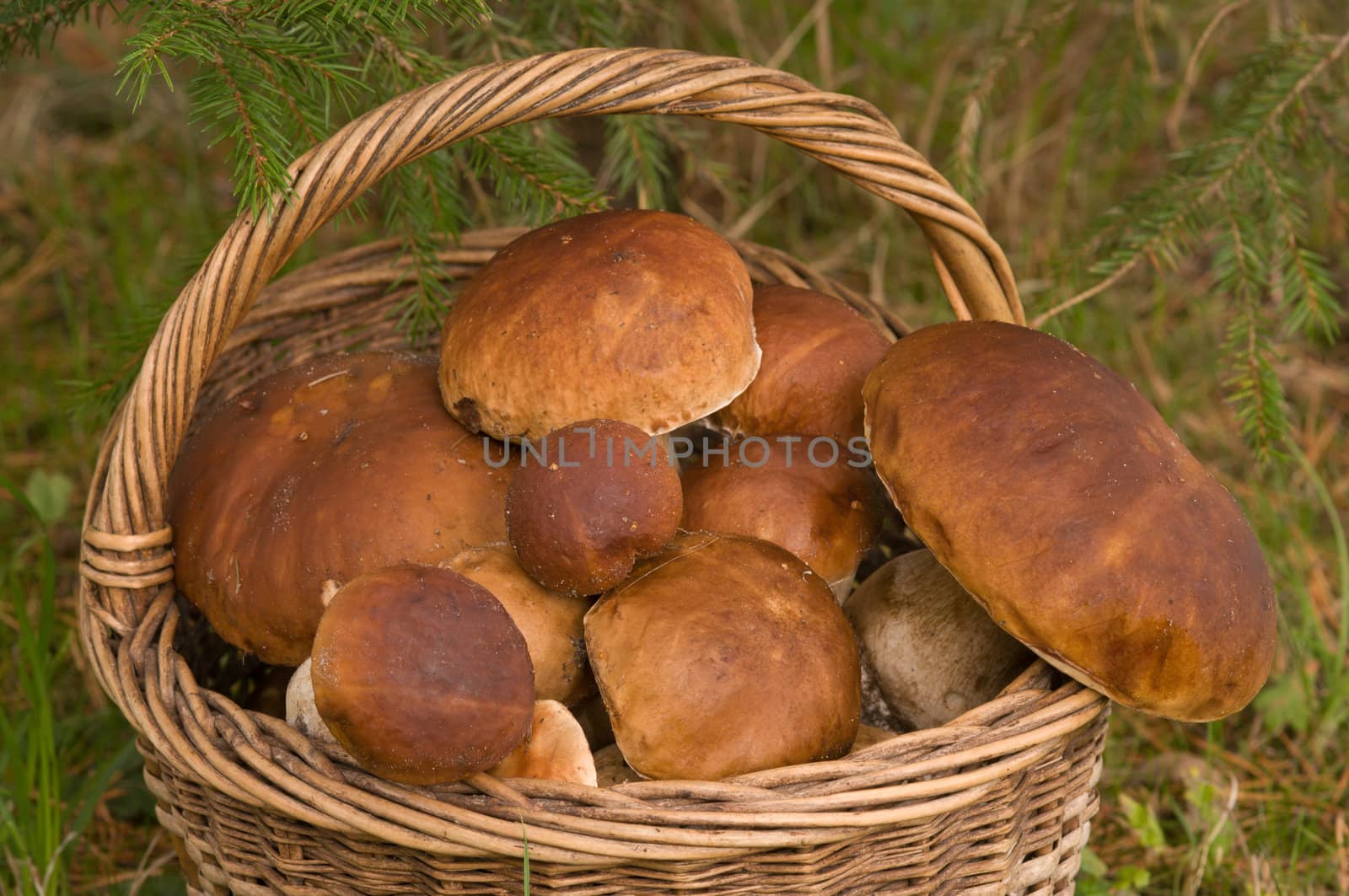 Full wattled basket of ceps close up.